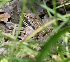 Meroles squamulosus