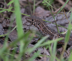 Meroles squamulosus