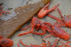Grimothea planipes