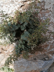 Scrophularia heterophylla