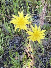 Nothocalais troximoides