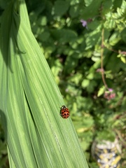Harmonia axyridis