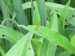 Parhelophilus laetus