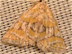 Leptosteges flavifascialis