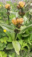 Gentiana punctata