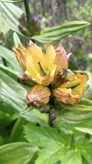 Gentiana punctata