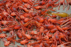 Grimothea planipes