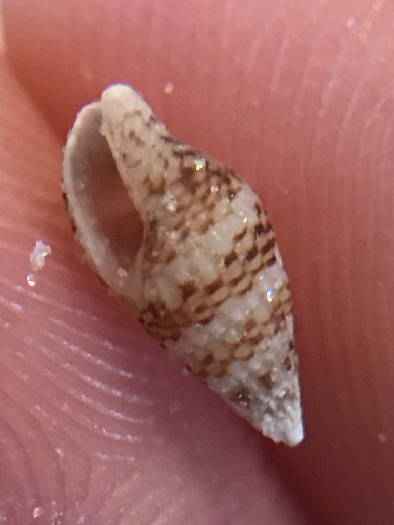 Sparse Dovesnail