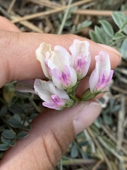 Astragalus castaneiformis