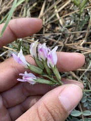 Astragalus castaneiformis