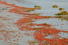 Grimothea planipes