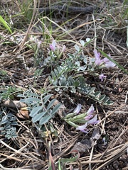 Astragalus castaneiformis