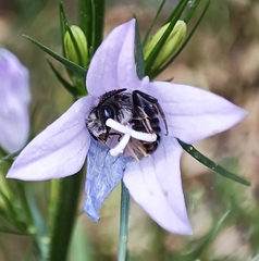 Chelostoma rapunculi