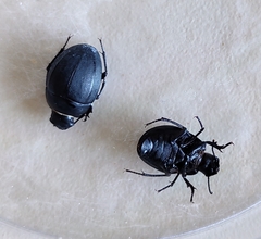 Erodius siculus