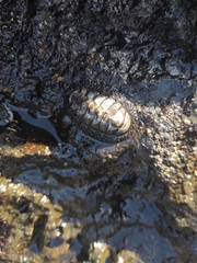 Acanthopleura testudo