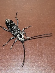 Sarosesthes fulminans