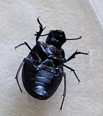 Erodius siculus