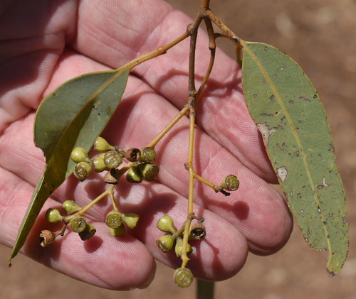 Eucalyptus microtheca observed 2022-03-30