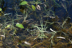 Pseudoraphis spinescens