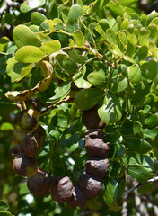 Cathormion umbellatum