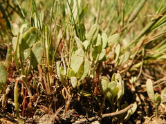 Atriplex pedunculata