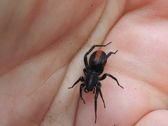 Castianeira descripta