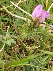 Astragalus danicus