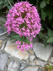 Centranthus ruber