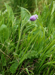 Pulsatilla violacea
