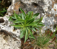 Campanula ciliata