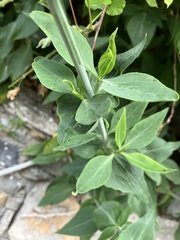 Centranthus ruber