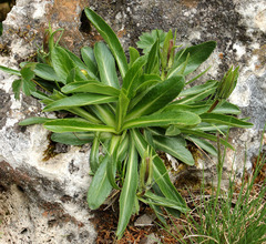 Campanula ciliata