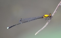 Prodasineura croconota