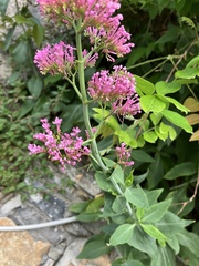 Centranthus ruber