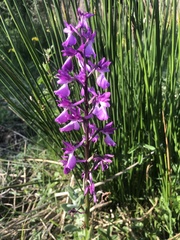Anacamptis palustris