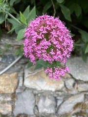 Centranthus ruber