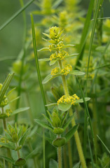 Cruciata laevipes