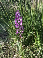 Anacamptis palustris