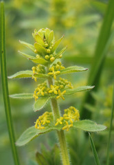 Cruciata laevipes