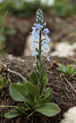 Veronica gentianoides