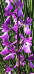 Anacamptis palustris