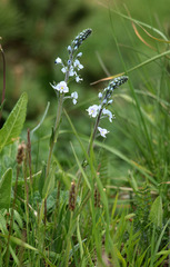 Veronica gentianoides
