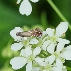 Glyphipterix simpliciella