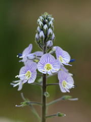 Veronica gentianoides