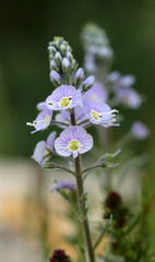 Veronica gentianoides