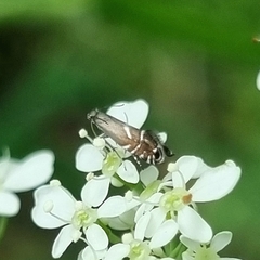 Glyphipterix simpliciella