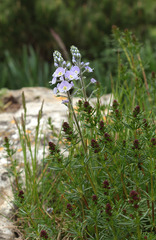 Veronica gentianoides