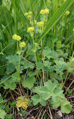 Alchemilla