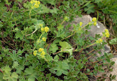 Alchemilla