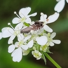Glyphipterix simpliciella